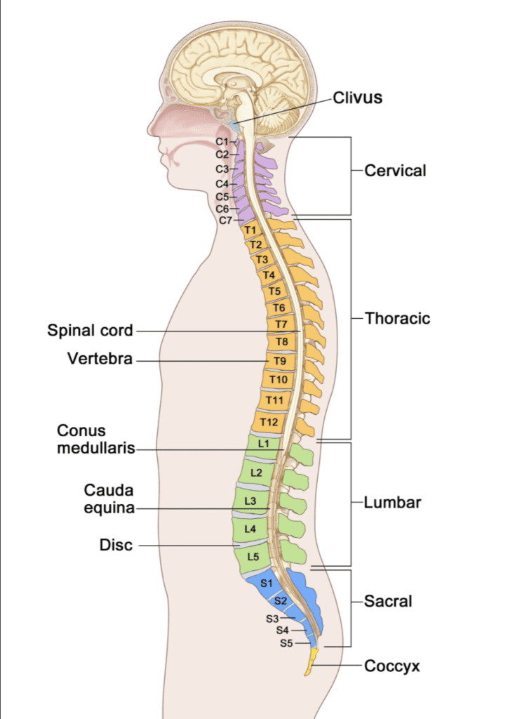 Verita Neuro - Blog - Complications of spinal chord injury - Spinal cord injury level