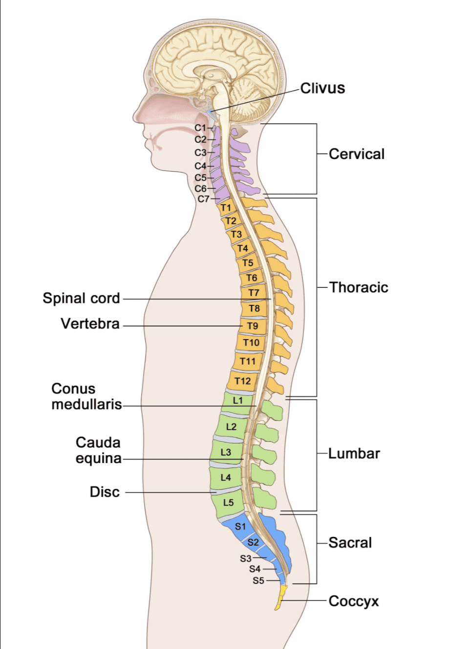 Verita Neuro - Complications of spinal cord injury - Long-Term With SCI